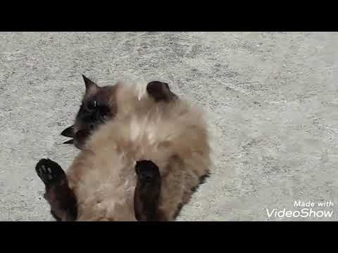 Banho de Sol hoje 08/07 Gata linda