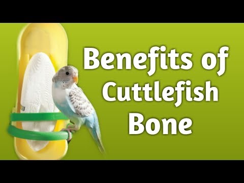 Cuttle Fish Bone Birds ko khelny sy kya fayde hoty han or isko cuttlefish bone kyo kehty han