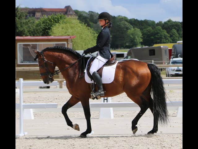 Olimpo Etalon lusitanien approuv&eacute; n&eacute; en 2018