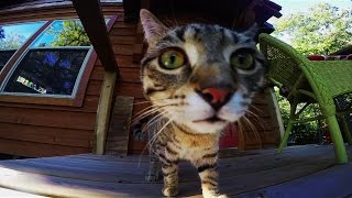 Wondering Where the Lions Are by Bruce Cockburn