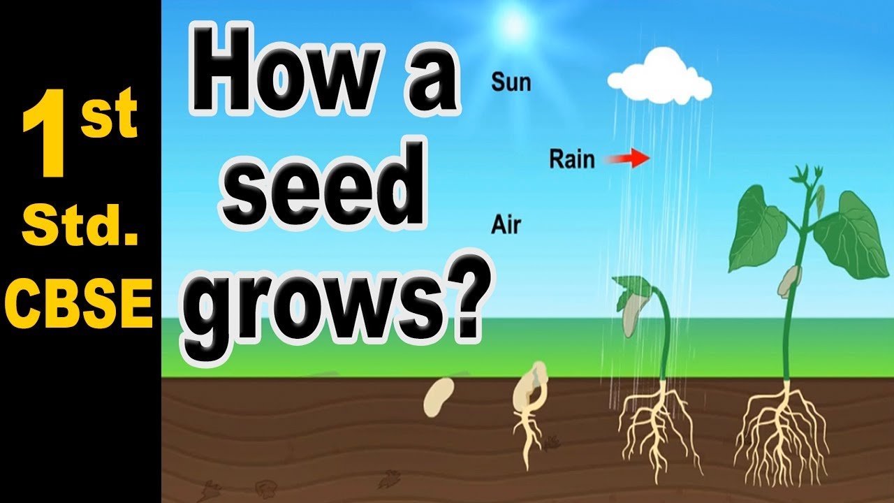 Seed germination | How a seed grows? | 1st Std | Science | CBSE Board NCERT | Home Revise