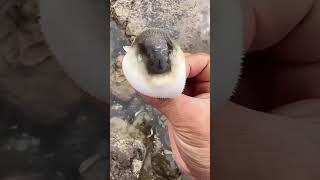 Never Trust This Fish #shorts