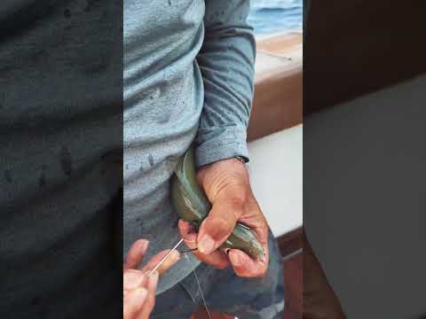 Bridled bait rigged and ready to be fish at all times in our live bait tube #fishing #sailfish