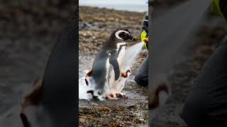 “Brave Sea Bird Rescue – Watch This Incredible Save! 🐦🌊” #ai #SeaBirdRescue #WildlifeRescue