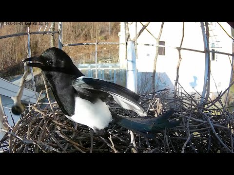 220309 magpie nest twigs steal