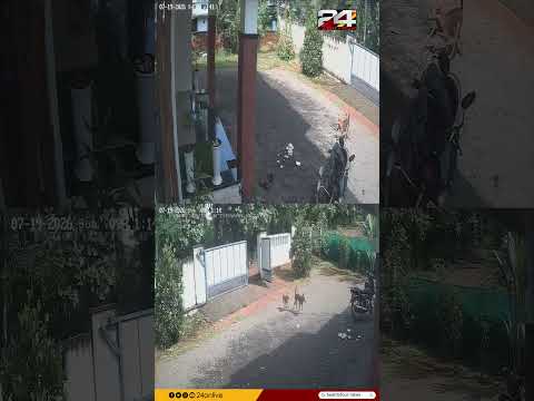 വീട്ടുമുറ്റത്ത് കളിക്കുകയായിരുന്ന കുട്ടിക്ക് നേരെ പാഞ്ഞടുത്ത് തെരുവ് നായകൾ.  അത്താണിയിൽ ആണ് സംഭവം