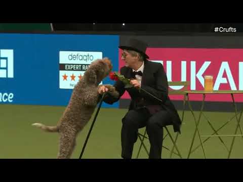 Bella and Vigdis - Crufts International Freestyle Competition 2023