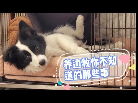 , title : '养边牧后悔一个月，不养边牧后悔一辈子 8；If you had a Border Collie, would you regret it or like it？part 8'