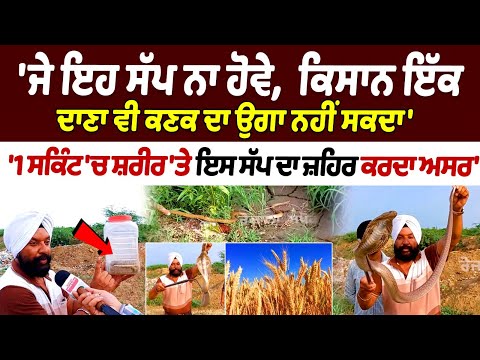 If this snake didn't exist, farmers wouldn't be able to grow even a single grain of wheat