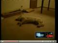 The Sleep Walking Dog