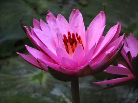 A Beautiful Chinese Music for doing your HEALTH QIGONG early morning !