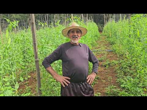 Conheça um pouco da Agricultura de Sumidouro-RJ com Nilton Corrêa