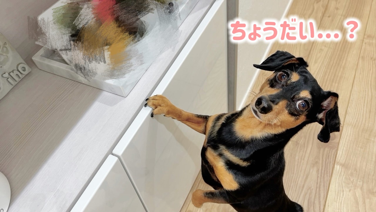 アレがどうしても欲しくて交渉してくる犬