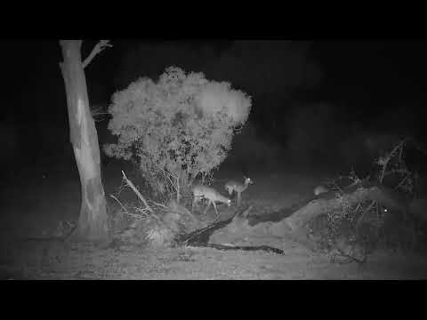 Djuma: Impalas - 02:56 - 11/19/21