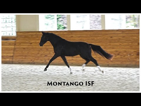 Montango ISF in Free Movement at Iron Spring Farm, October 2019 - SOLD
