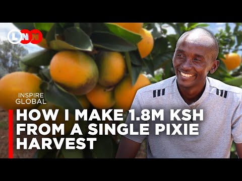 All you need to know about Pixie Farming, where the market is & how one tree can give you 500 pieces