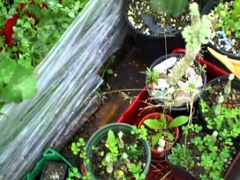 japan nuclear fallout over arcata california