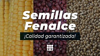 Miniatura de  Planta de semillas Fenalce en Tunja: variedades y beneficios para el agro