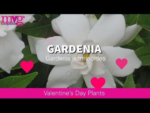 , title : 'The fragrant Gardenia jasminoides'