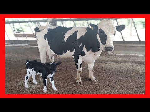 , title : '🔴 Raza bovina Holstein ORIGEN Y CARACTERISTICAS ✅ (Curso de Ganaderia Bovina) (Vacas Lecheras)'