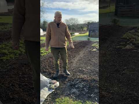 No-Dig Winter Garden: Dahlias, Cauliflower & Chervil Insights