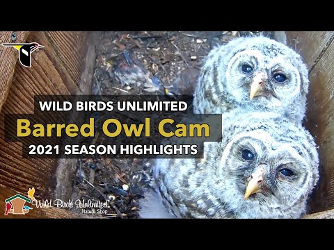 2021 Barred Owl Cam Season Highlights | Cornell Lab | Wild Birds Unlimited