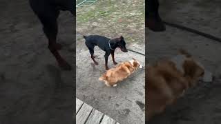 Video preview image #1 Doberman Pinscher Puppy For Sale in Mt. Laurel, NJ, USA