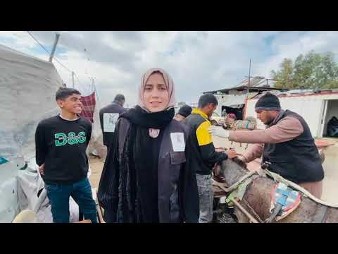 See how the mobile vet clinic in Gaza is supporting working animals in desperate need.