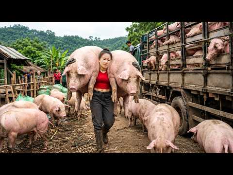 Buying Two Giant Pigs Over 100kg And Transporting Them To The Countryside Market