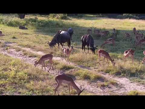 Djuma: Impalas and Wildebeests grazing - 16:14 - 04/02/21