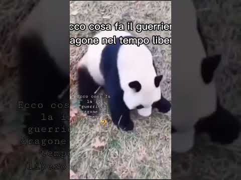 ecco cosa fa konfu panda durante il tempo libero