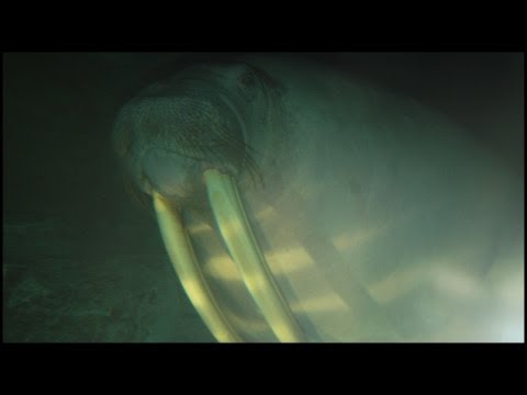 Walruses Swimming (Odobenus rosmarus)