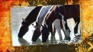 Chantal Kreviazuk - Wild Horses (Rolling Stones Cover) HD