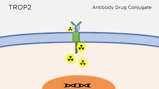 Download the video "TROP2: A Promising Breast Cancer Drug Target"