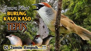 Download lagu Suara Pikat Burung Kaso Kaso( Tepus ) TERBUKTI mp3