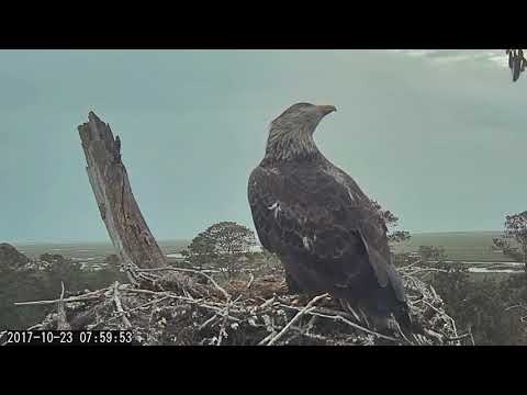 Subadult Bald Eagle Drops In To Savannah Nest – Oct. 23, 2017