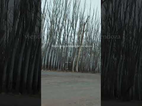 Viento zonda🌬🍃 Malargüe Mendoza 🇦🇷