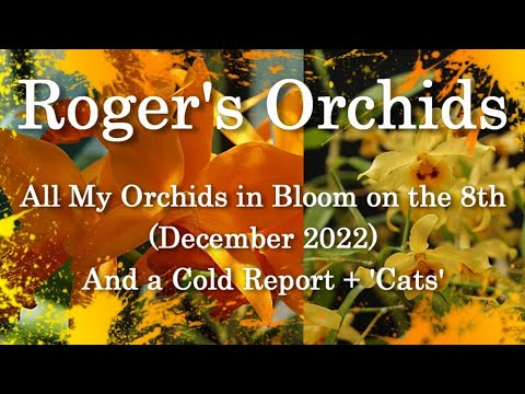All My Orchids in Bloom on the 8th (December 2022)