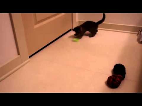 When This Blind Kitty Received A Toy For The First Time In His Life, He Melt My Heart  Aww!