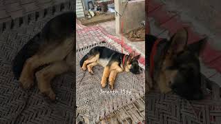 double coat German shepherd ❤️❤️