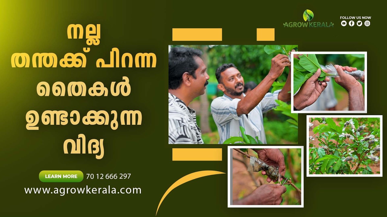 Techniques for producing seedlings that bear good fruit