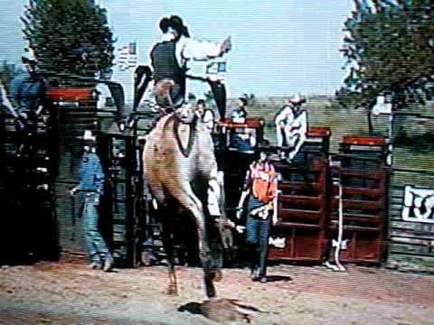brad vogele bucking bulls3