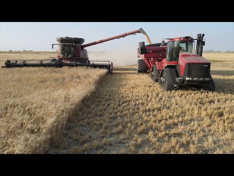 Getreideernte XXL in Canada 🇨🇦 mit den grössten Case Rotormähdreschern