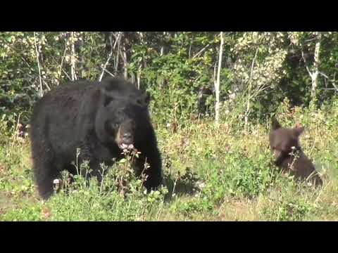NJ Bear Sightings