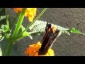 poor butterfly mit  Frank Sinatra