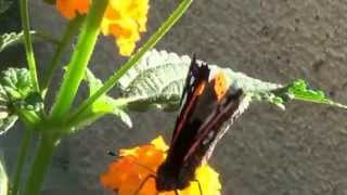 poor butterfly mit  Frank Sinatra