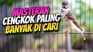 Download lagu 🔴 Canary Training for Young Birds: High-Quality Trills! Gacor Blackthroat with Crystal Clear Sound mp3 Download lagu 🔴 Canary Training for Young Birds: High-Quality Trills! Gacor Blackthroat with Crystal Clear Sound mp3