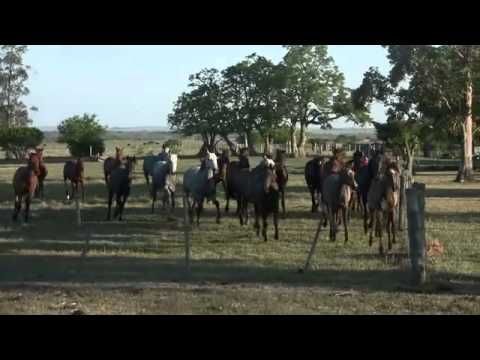 Haras Palmar de Porrúa