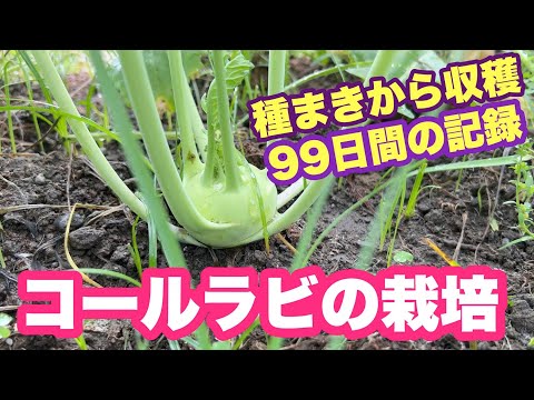 コールラビの保存: 最良のヒント 植物