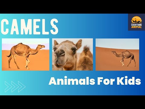 Camels | Animals For Kids | Everything Animal